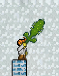 Cactus s.jpg